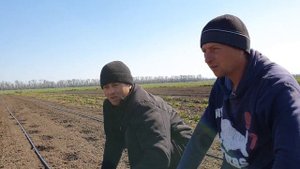 Более 1км клубники??? Выносливая и высокопродуктивная клубника Брилла сверхраннего срока созревания
