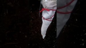 Надёжное утепление саженца персика на зиму