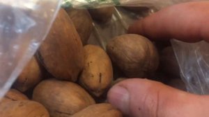 Секрет выращивания. Самый дорогой орех- Пекан из США