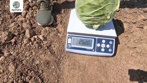 Капуста "Кори Бол" от Asia Seed - выбор фермеров Краснодарского края!