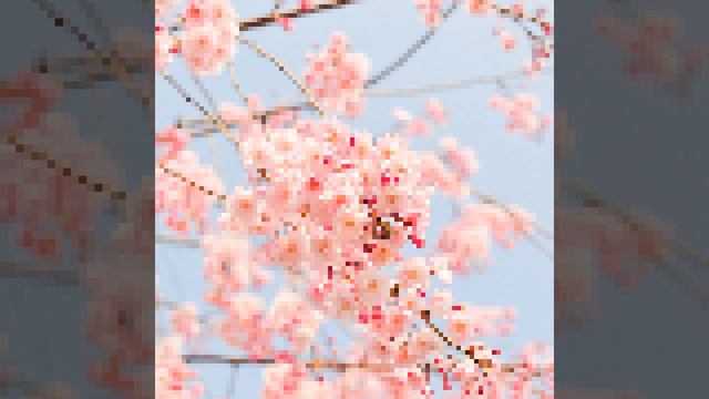 Cherry Blossom