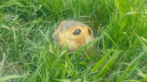 Вы знаете как свистит суслик?? А может он плачет.. Но какой же он милый! Это очень прикольно?