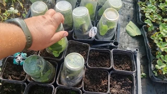 Инжир, саженцы из черенков. Инжир Крымский черный. смотреть онлайн