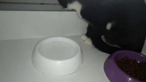 КАК ПРИУЧИТЬ ДИКОГО КОТЁНКА К РУКАМ...ДЕНЬ ПЕРВЫЙ???