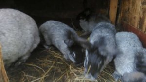 Кролики   советское серебро.Самки серебро с крольчатами.