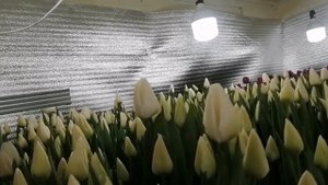 Выгонка тюльпанов к 8 марта 2023г