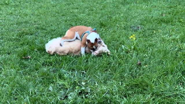 Собачье дзюдо || На заднем плане французский бульдог обогнала джек-рассел-терьера!!! смотреть онлайн