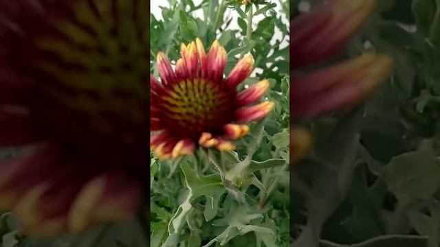 Gaillardia Grandiflora #gaillardia #goblin #flowers #gardening #plantcaretips