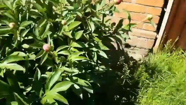 Як цвіте юка😻😻😻 смотреть онлайн