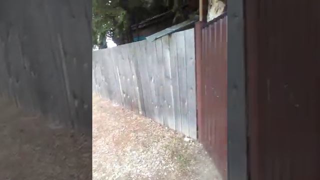 СОБИРАЕМ МАЛИНУ НА ДАЧЕ! 1 смотреть онлайн