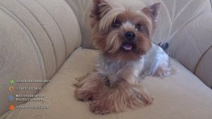 Как отучить собаку лаять.