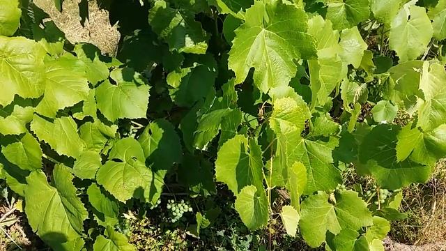 Неукрывной, универсальный виноград МИЗА -28°С! смотреть онлайн