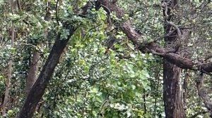 Кукушка в лесу