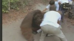 Julia Roberts with Orangutan