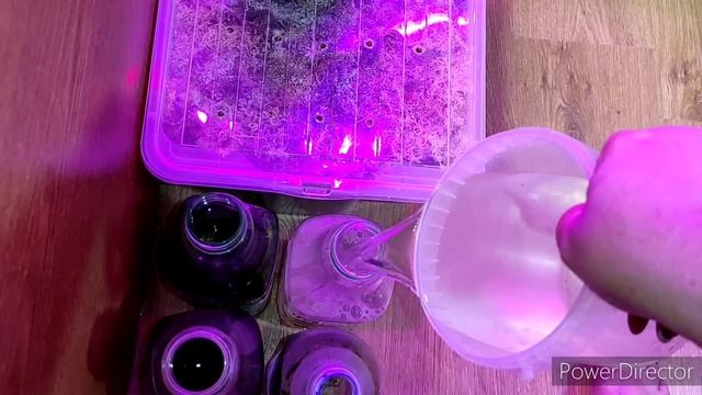 Анаконда, алоэ рулит❤ смотреть онлайн