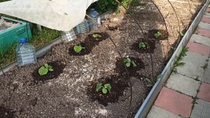 Не помогайте СЛИЗНЯМ в ОГОРОДЕ.