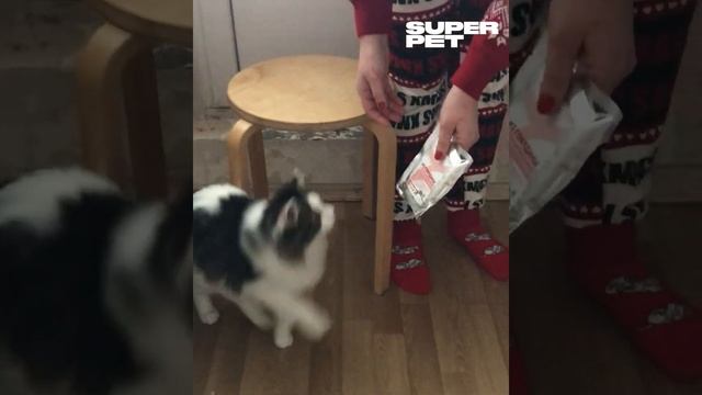 Марина и Че - отзыв о натуральном питании для кошек SUPERPET смотреть онлайн