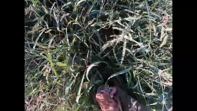 Лов на пъдпъдък 5ти и 6ти септември смотреть онлайн