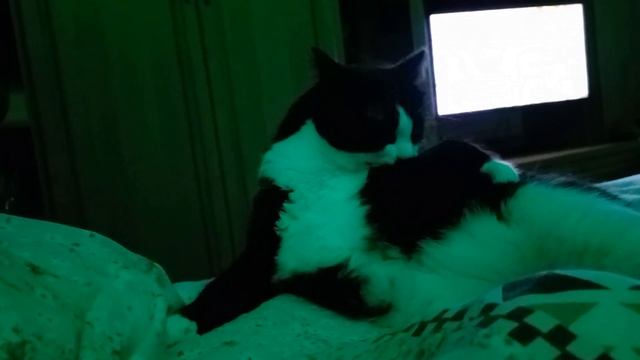 Кот черно- белый СТЕПАН готовиться вздремнуть смотреть онлайн