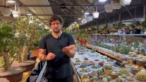 Б 2 ОГРОМНЫЙ СЕДУМ КЛАВАТУМ / КРАССУЛЫ В НОВЫХ ПЛОШКАХ / ЦВЕТНЫЕ КАКТУСЫ АСТРОФИТУМ ГИМНОКАЛИЦИУМ