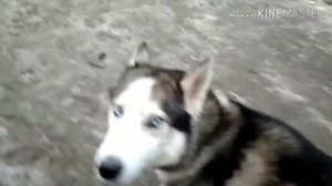 Мой самый первый челендж куда ведёт собака Макс