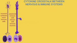 CYTOKINES IN NEUROIMMUNE COMMUNICATION