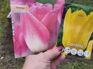 Посадка тюльпанов осенью В открытый грунт Обзор семян