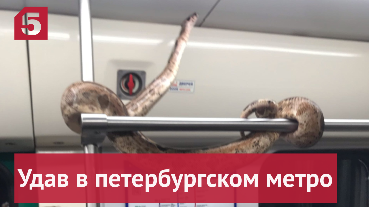 Как удав прокатился в метро Санкт-Петербурга