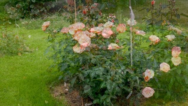 Видео обзор розы Ауф Ди Фройндшафт (Шраб) - Auf Die Freundschaft ( W. Kordes & Sons Германия, 2007) смотреть онлайн