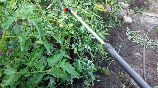 ОБРАБОТАЙТЕ ЭТИМ СРЕДСТВОМ от ФИТОФТОРЫ и для ЗАВЯЗЫВАНИЯ ПОМИДОРОВ смотреть онлайн