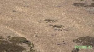 Горная Охота на кабана в Казахстане!