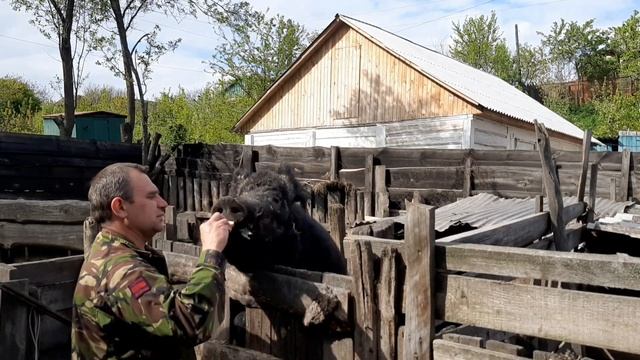 ДИКИЙ КАБАН БОРЬКА 09.05.2023 смотреть онлайн