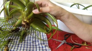 Обзор цветов. Атмосферные тилландсии. Уход и содержание.