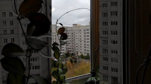 хойя Локки цветение