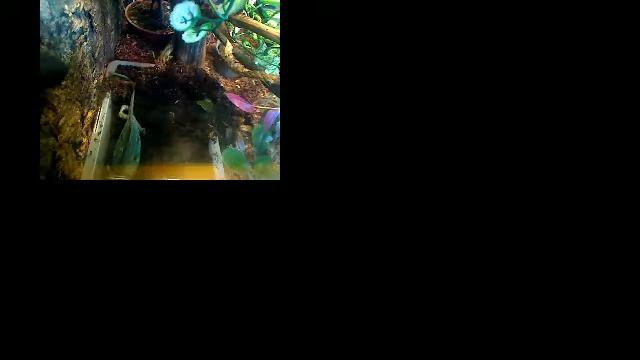 Самка йеменского хамелеона откладывает яйца смотреть онлайн