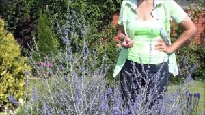 У вас не всходит Лаванда? Сажайте Перовксию!