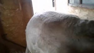 Думаем корова Мила покрылась или нет?