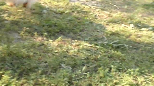 Шпицы доплавались, «Завели» хомяков на даче, Грозы не будет, Влог