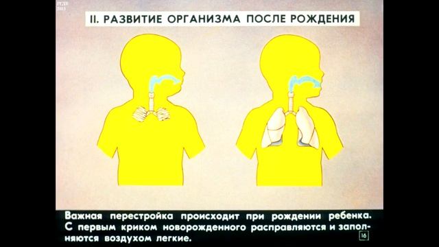 Диафильм Индивидуальное развитие человека /по биологии для 8 класса/ смотреть онлайн