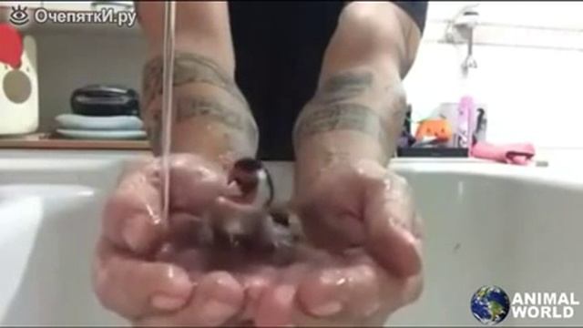 Щегол купается в хозяйских руках смотреть онлайн