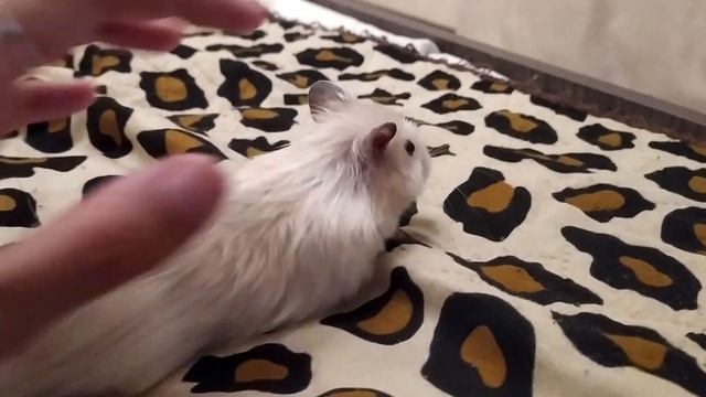 ЛЭЙС МЕНЯ УКУСИЛ смотреть онлайн