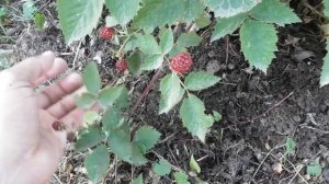 Ежевика Лох Тей (Loch Tay) - первое плодоношение одно и двухлетнего куста