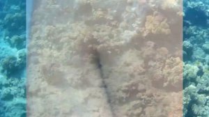 Чем полезен для здоровья отдых на Красном море? Египет.