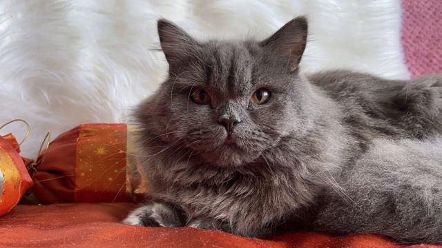 British Longhair Blue Cat named EEVEE смотреть онлайн
