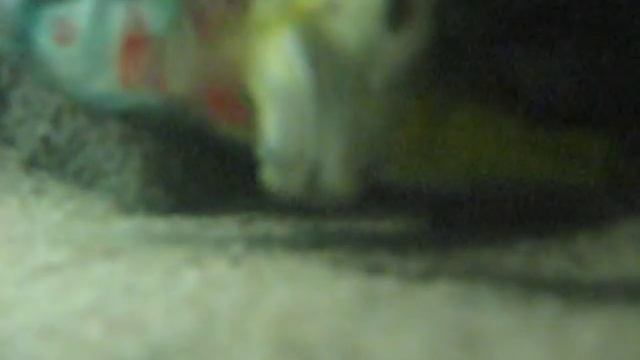 Astatotilapia latifasciata (Zebra Obliquidens) Breeding смотреть онлайн