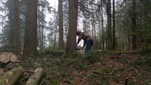 Валка леса // Лесозаготовка // Sthil MS361