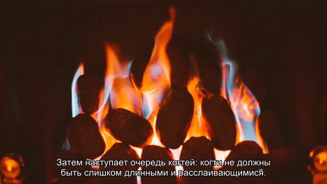 Как ухаживать за котятами