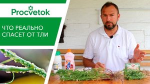 Тля. Как избавиться? Мифы о борьбе с тлей при помощи ромашки, кока-колы, аммиаком