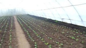 Выращивание капусты зимой в теплице. Часть 2. "Cabbage cultivation"