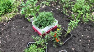 Новая клумба с нуля. Много разных цветов